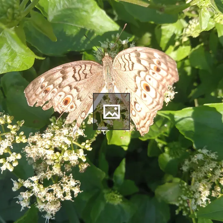 Butterfly on white flowers