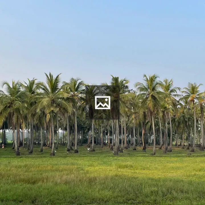 Coconut trees