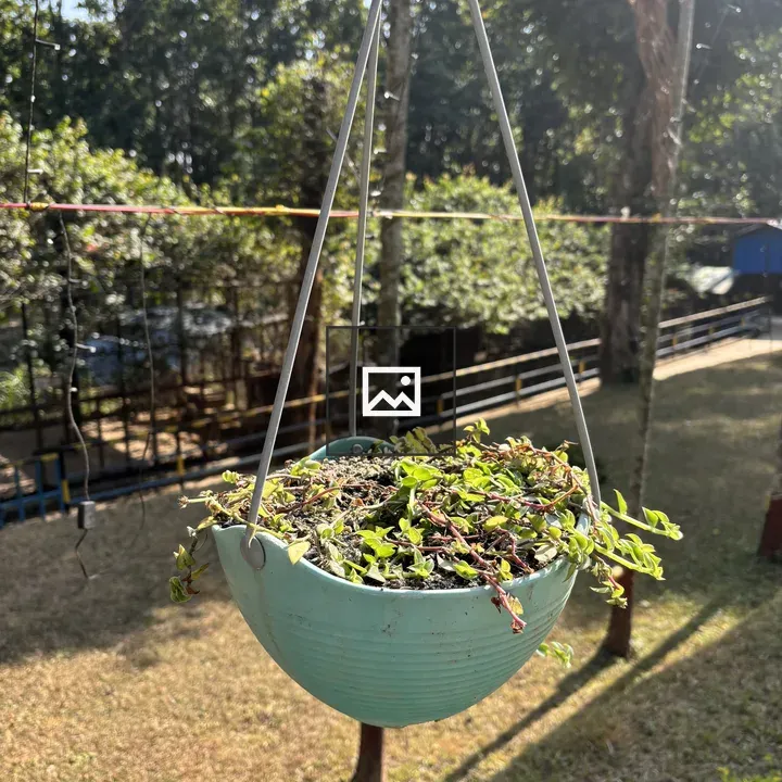 Turquoise hanging planter with small green plants