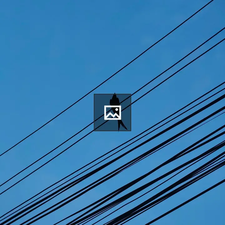 Bird silhouette on power lines
