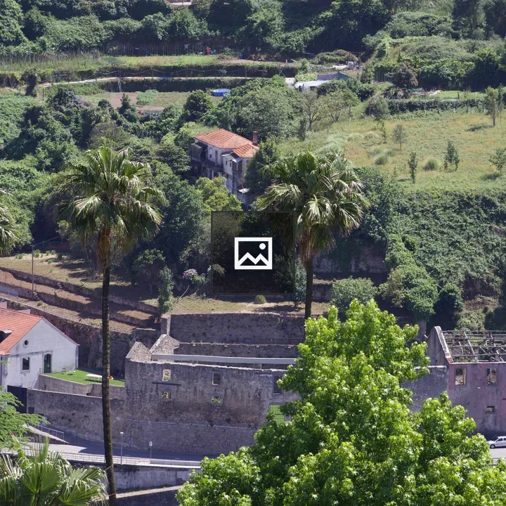 Palm trees and Porto buildings