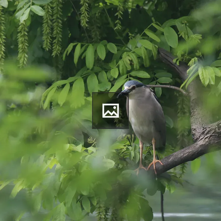 Night Heron on Branch