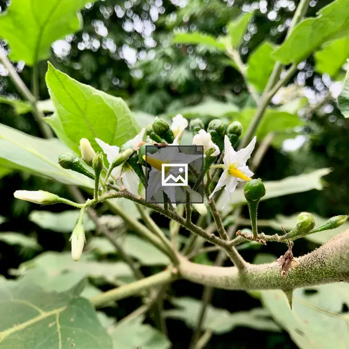 Young Solanum torvum Berries