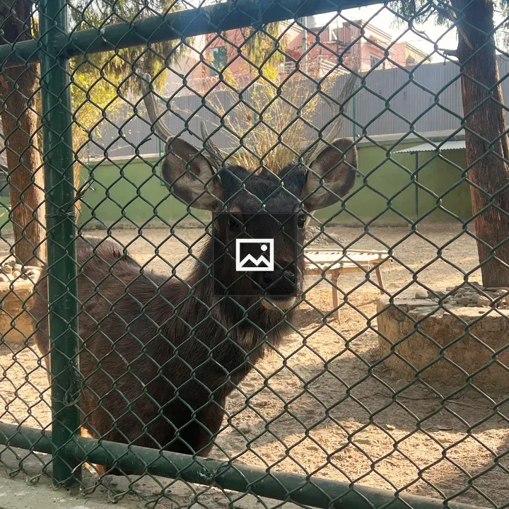 Sambar deer behind fence