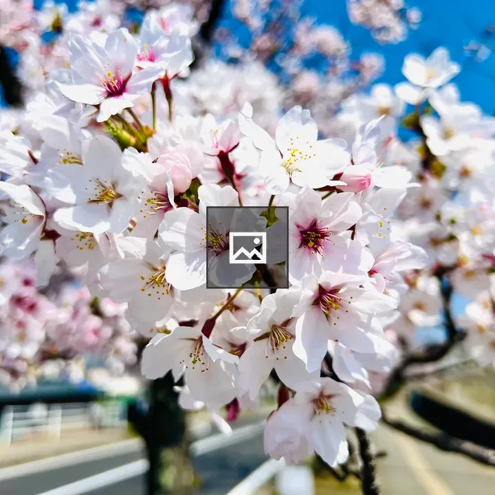 Delicate cherry blossoms bloom in Fukui