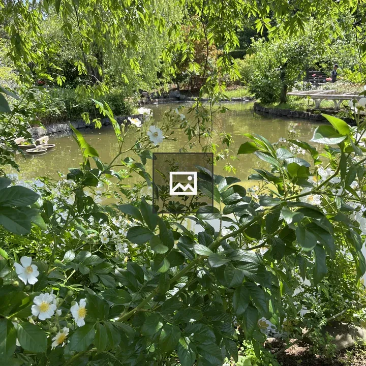 Pond scene with white flowers