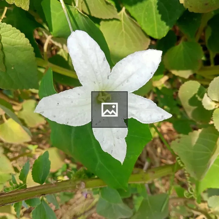 White flower with leaves