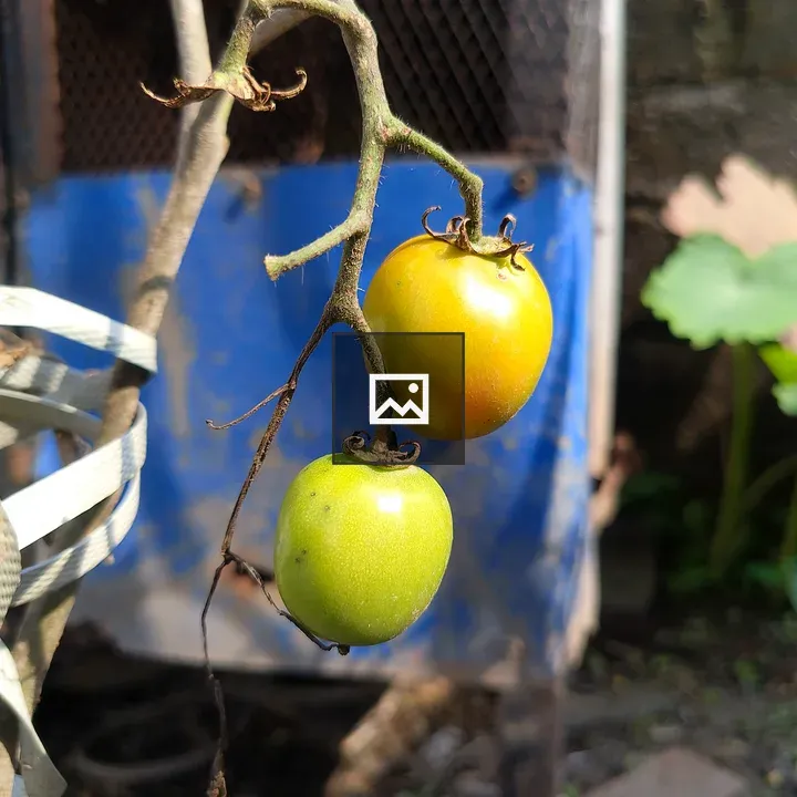 Two unripe tomatoes on vine