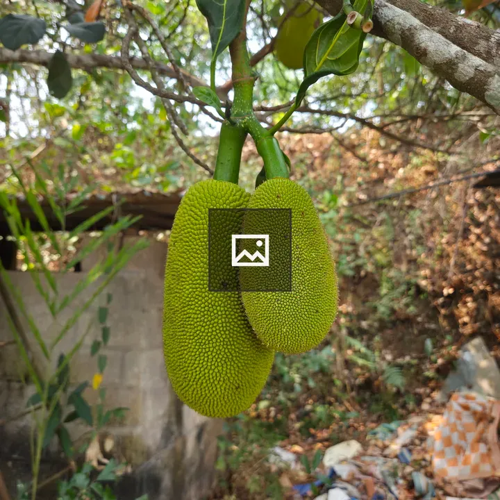 Jackfruit on Green Branch
