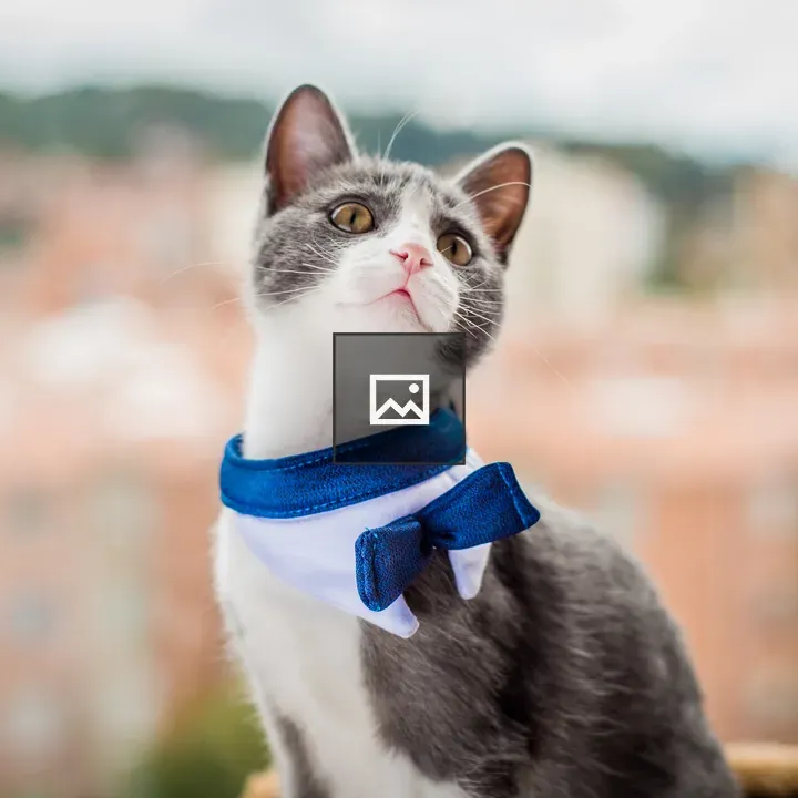Cat with Blue Bow Tie