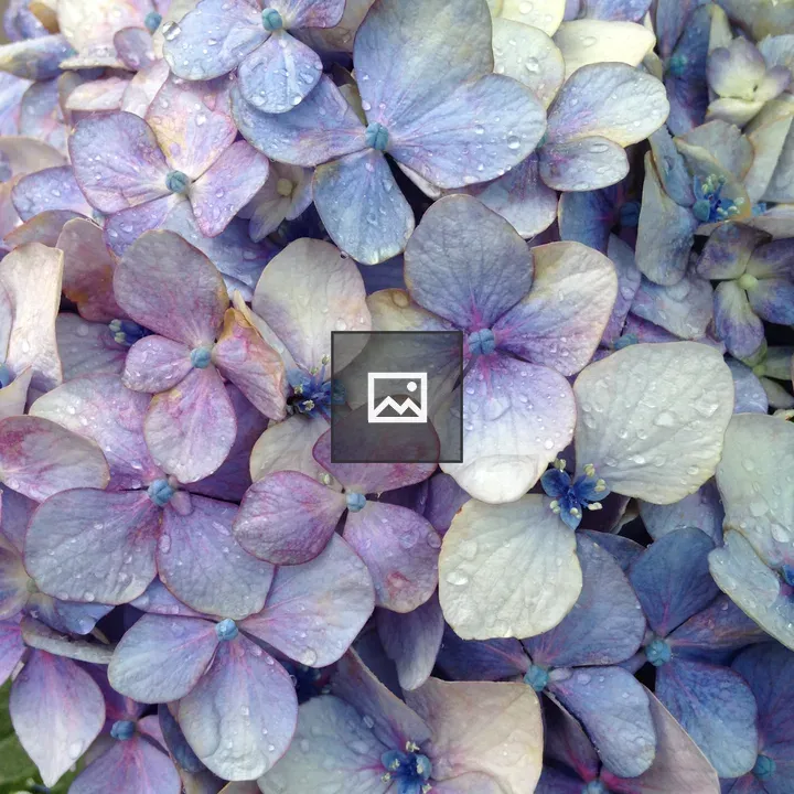 Lilac Hydrangea Close-up