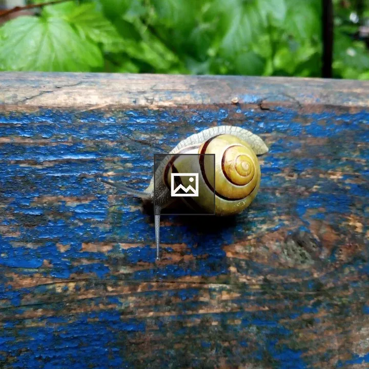 Snail on Nature Scene