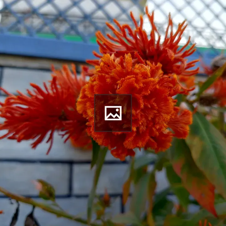 Close-up of orange and red flower clusters