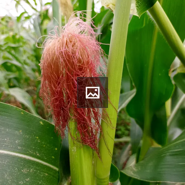 Maize cob flower