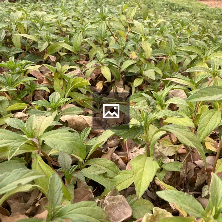 Leaves in Jungle