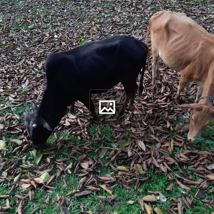 Two Cows in Green Field