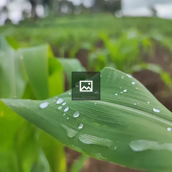 Corn plant after a rainy day