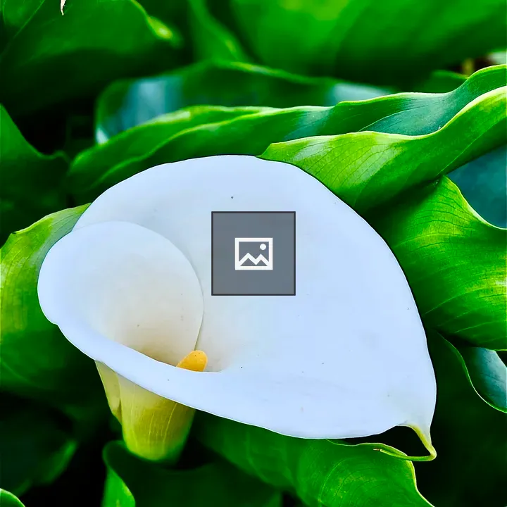 Calla Lily in Rose Garden