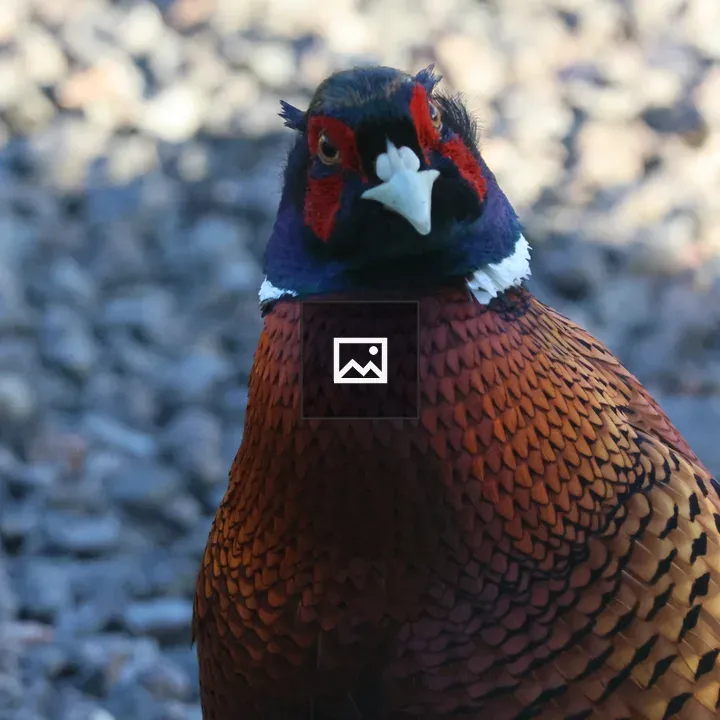 Male pheasant portrait