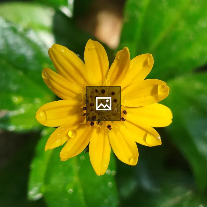 Close-up Daisy with Water Droplets