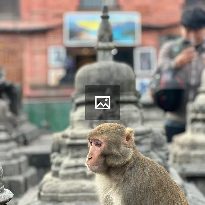 Monkey on stone structure