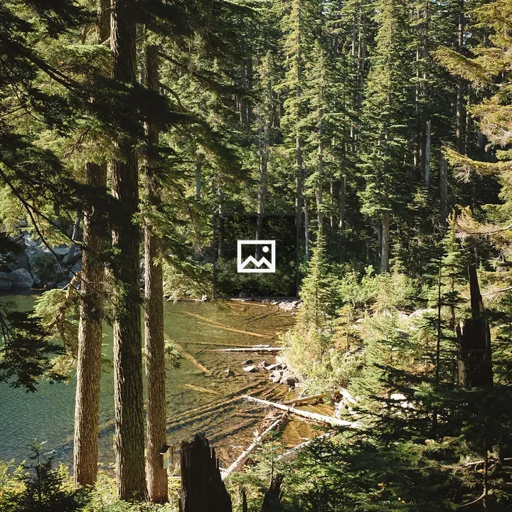Forest View Over Lake Through Trees
