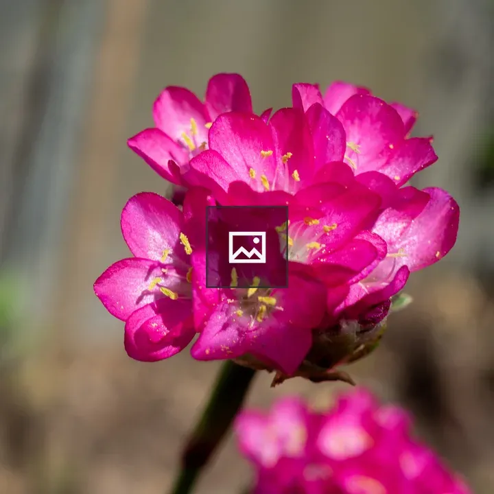 Pink flower macro