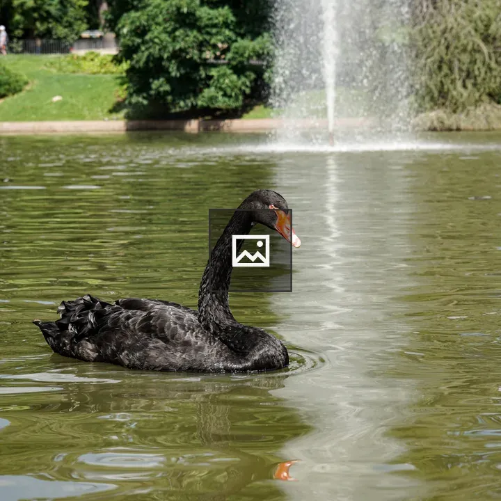 Black Swan on a Lake
