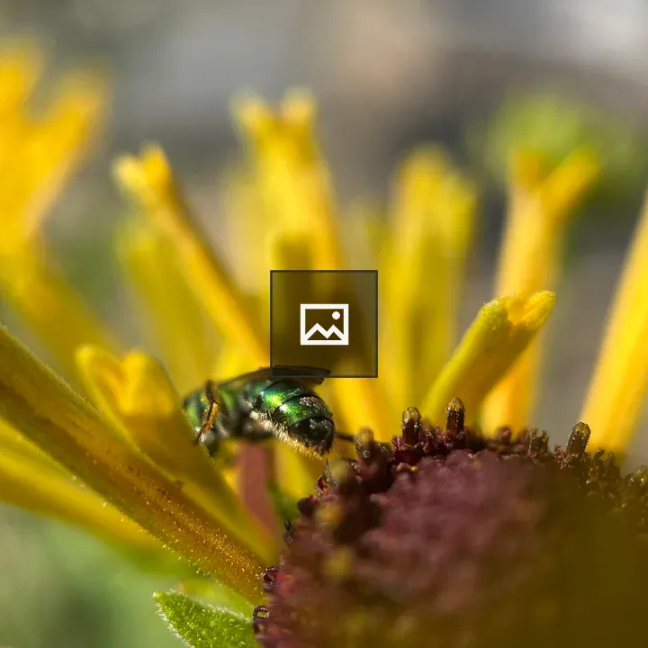 Green fly on yellow flower