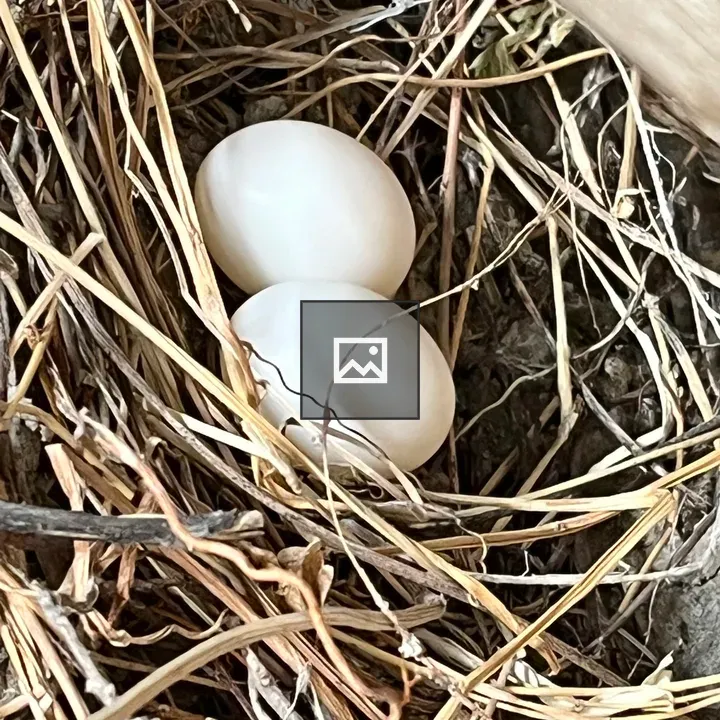Bird Egg in Nest