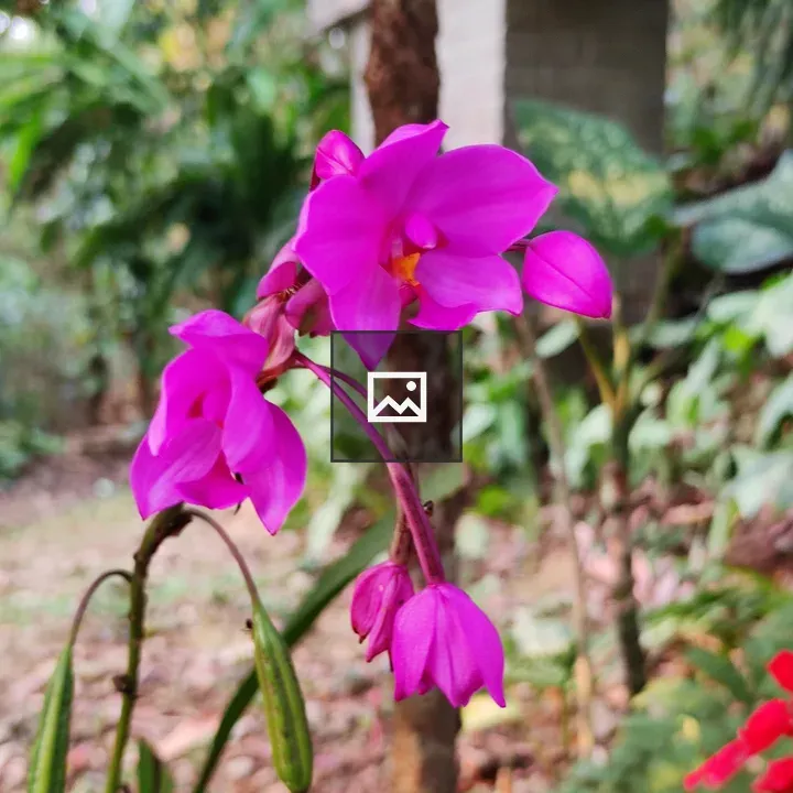 Flower - Spathoglottis Unguiculata