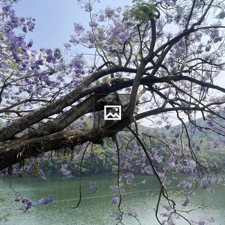 Serene lake with purple flowers