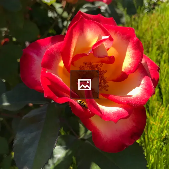 Ladybug on Blooming Flower