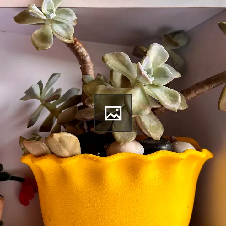Succulent in Bright Yellow Pot