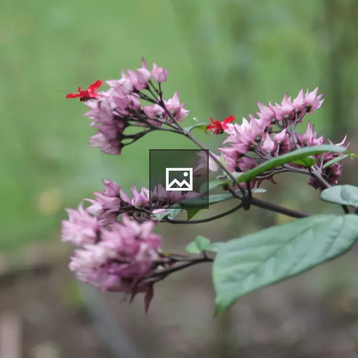 Flower Ismarak