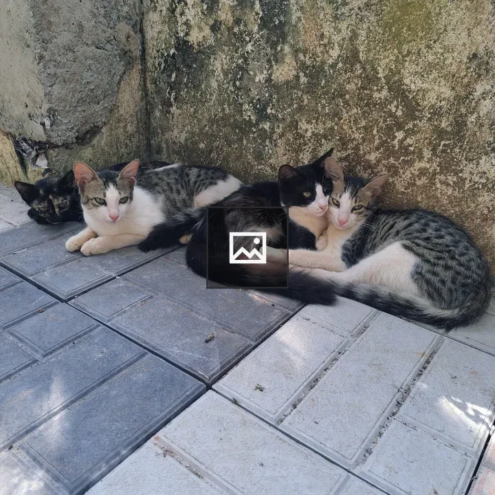 Four cats resting in sun