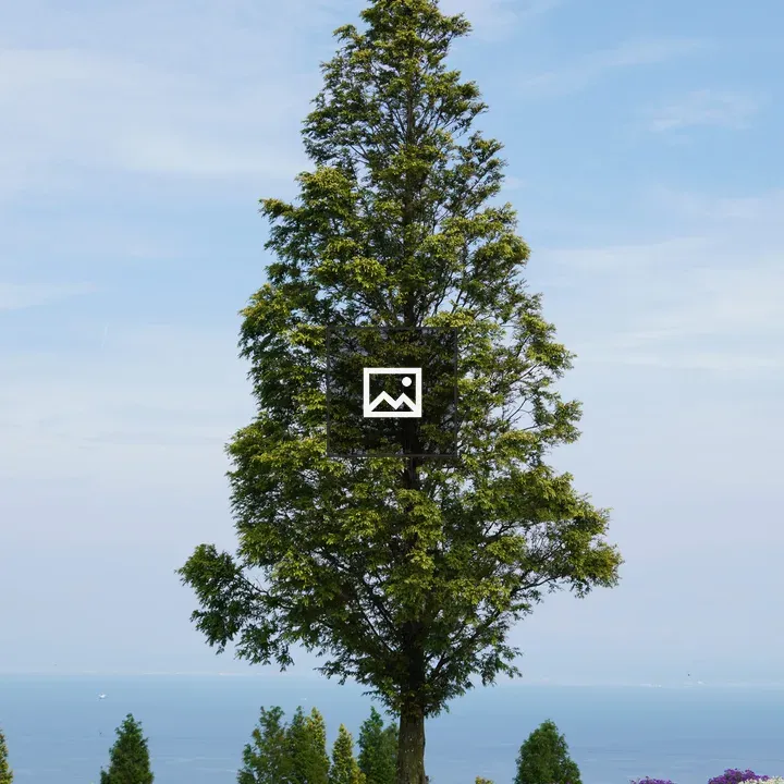 Tall green tree with purple and white flowers