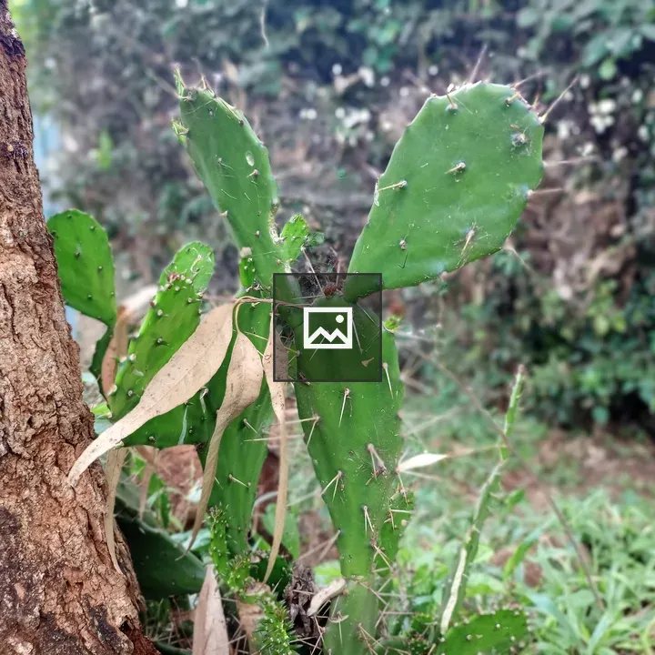 Green prickly pear cactus