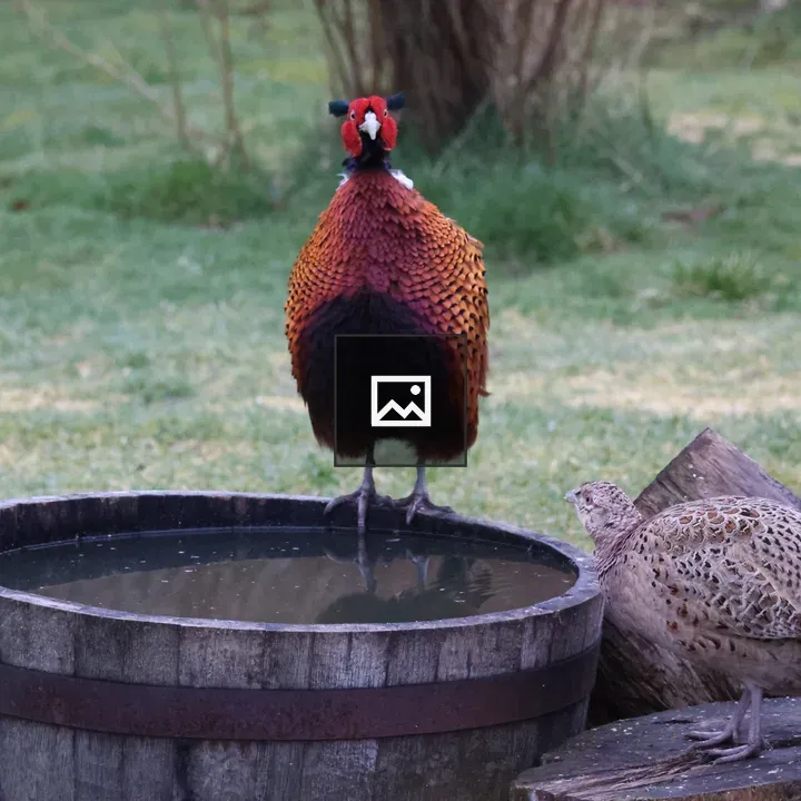 Pheasant at water edge