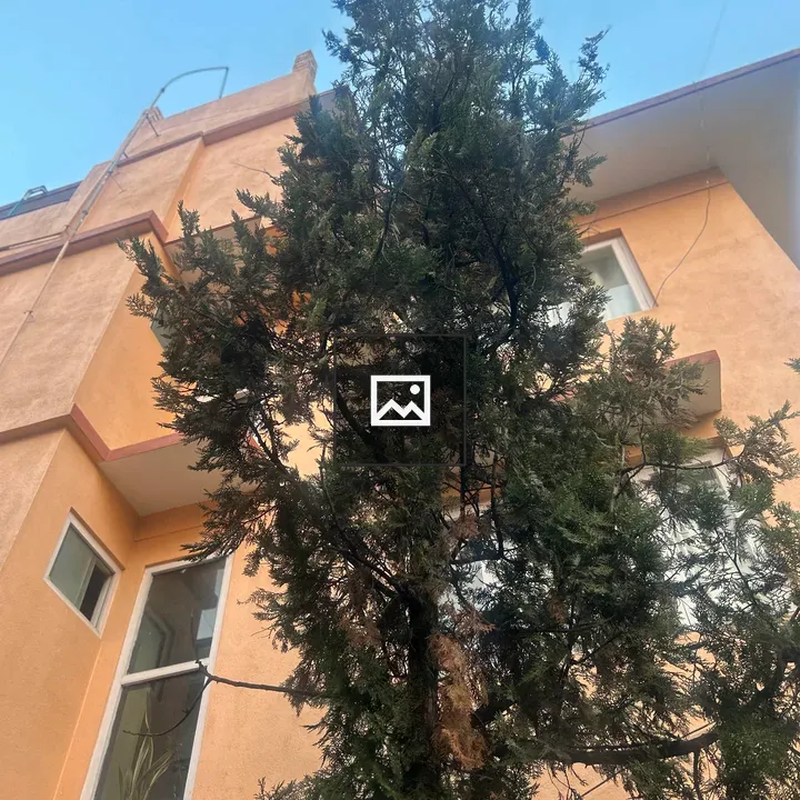 Tall evergreen tree near peach building
