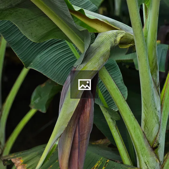Nendran Banana Flower Bud