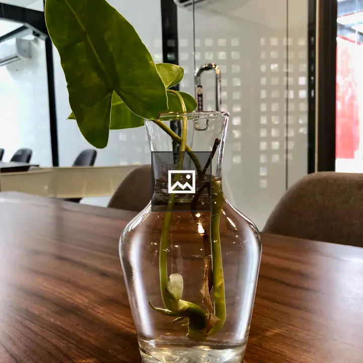 No-soil plant on the table