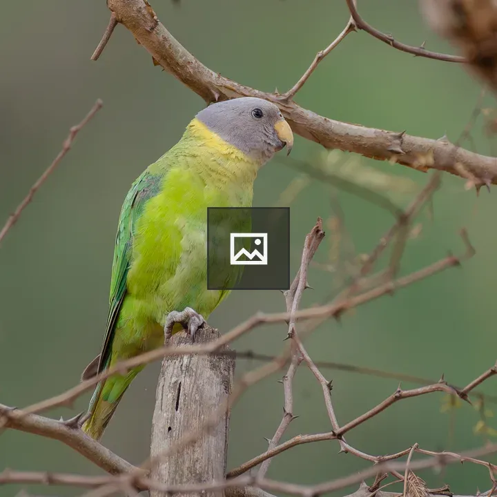 Female Plum-Headed Parakeet on Stump
