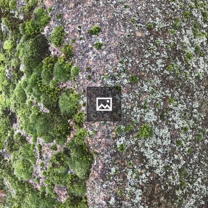 Rock, moss and lichen on weathered stone