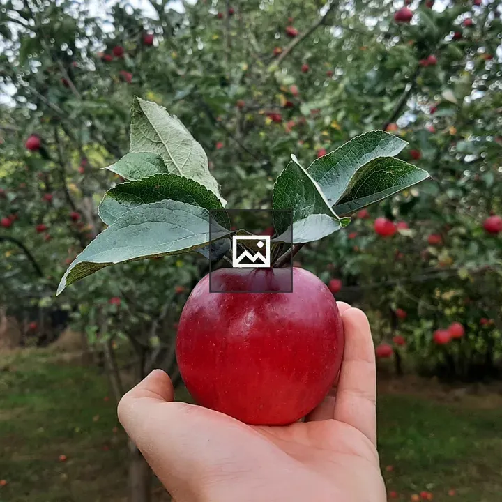 Apple in Orchard
