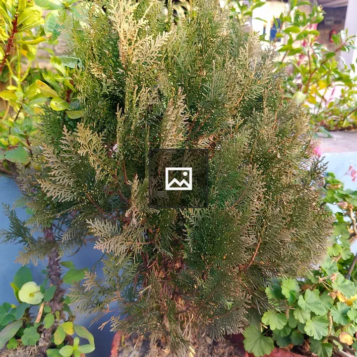 Dense green shrub with feathery leaves
