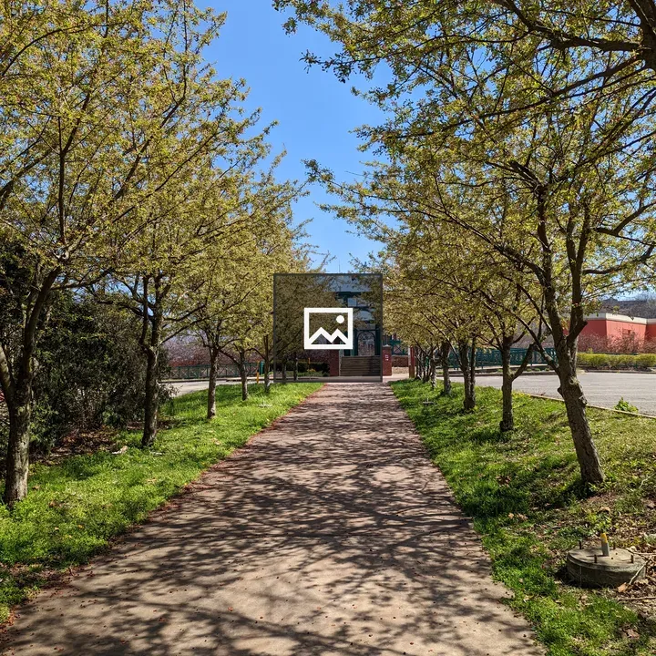 Trees with fresh green leaves