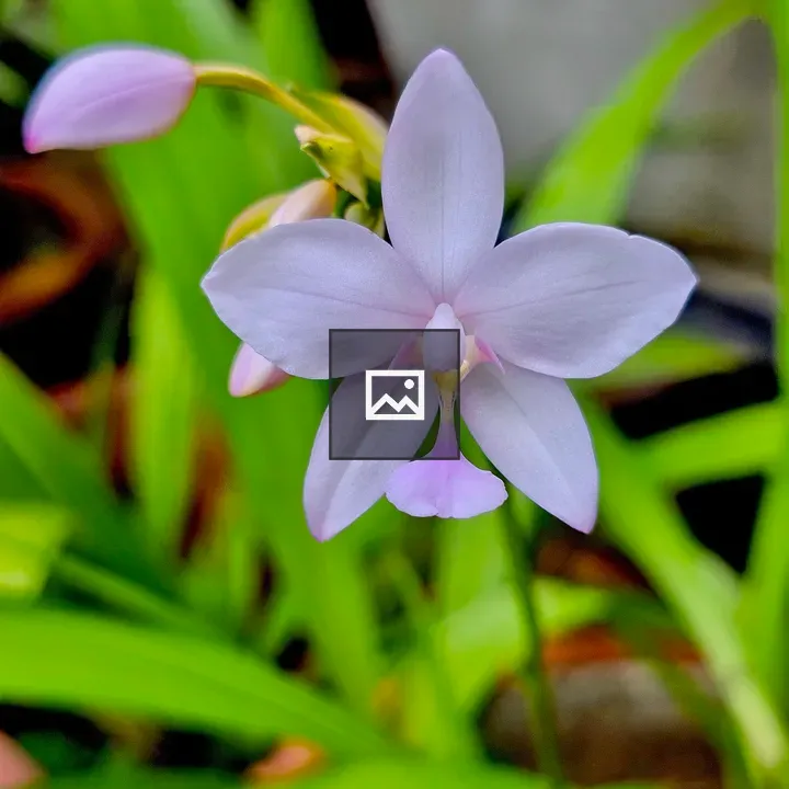 Spotted Violet White Spathoglottis