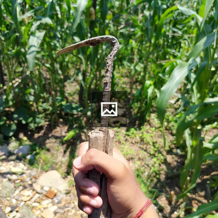 Person with Hoe in Corn Field