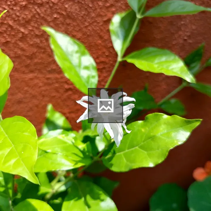 White jasmine flower with leaves